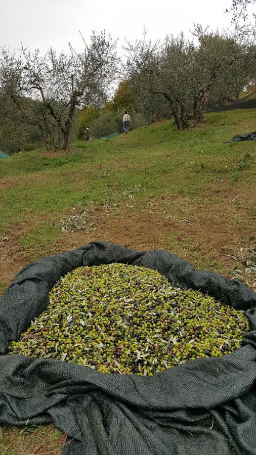 Agriturismo Sommassa Greve in Chianti Zewnętrze zdjęcie